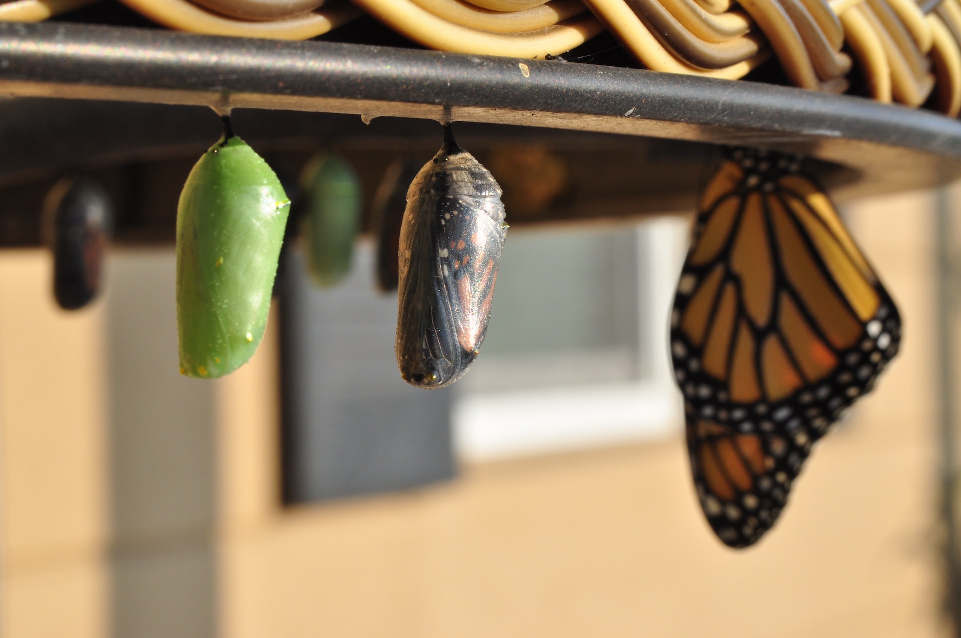 3 changes to become an ecosystem orchestrator and the role of data